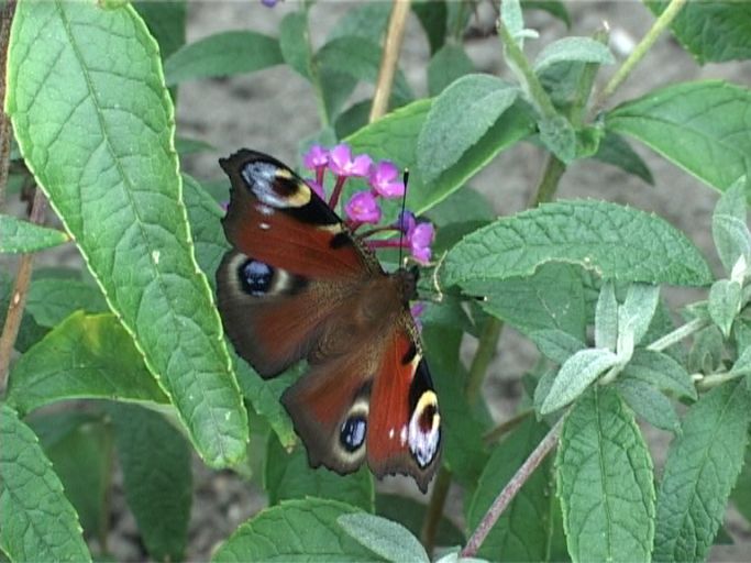Tagpfauenauge ( Inachis io ), auf Sommerflieder : Moers, in unserem Garten, 11.09.2009